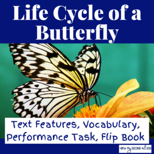 life-cycle-of-a-butterfly-activities