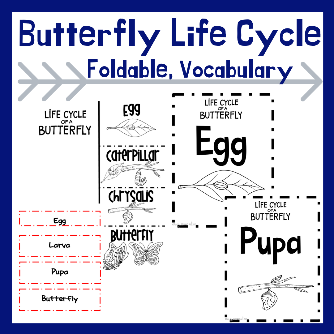 life-cycle-of-a-butterfly-activities